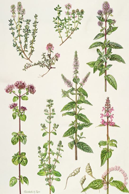 Elizabeth Rice Thyme and other herbs Art Print