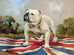 English School British Bulldog