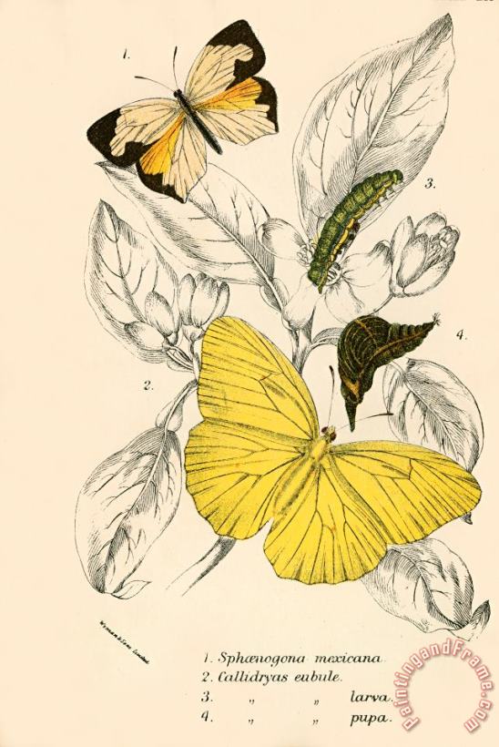 English School Butterflies Art Print