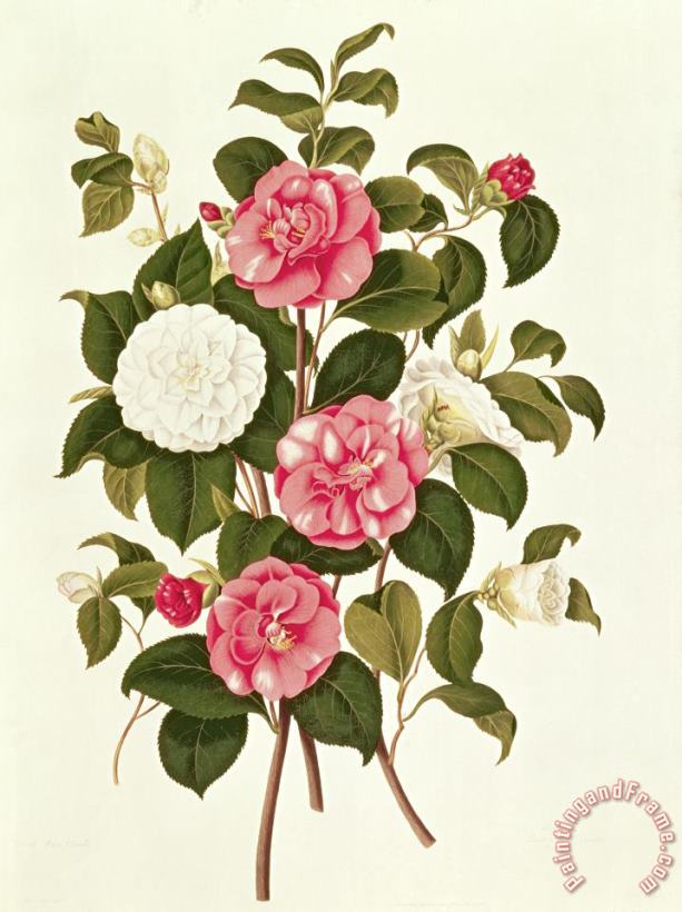 Camellia painting - English School Camellia Art Print