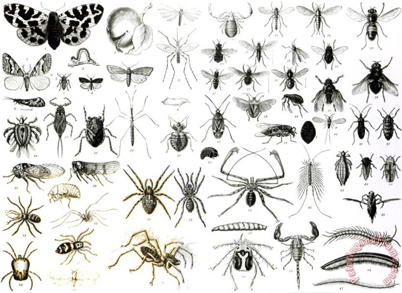 English School Entomology Myriapoda And Arachnida Art Painting