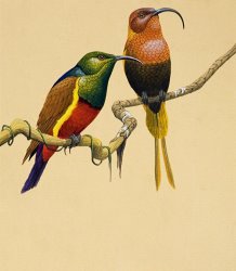 English School Sun Birds