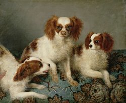 English School Three Cavalier King Charles Spaniels on a Rug