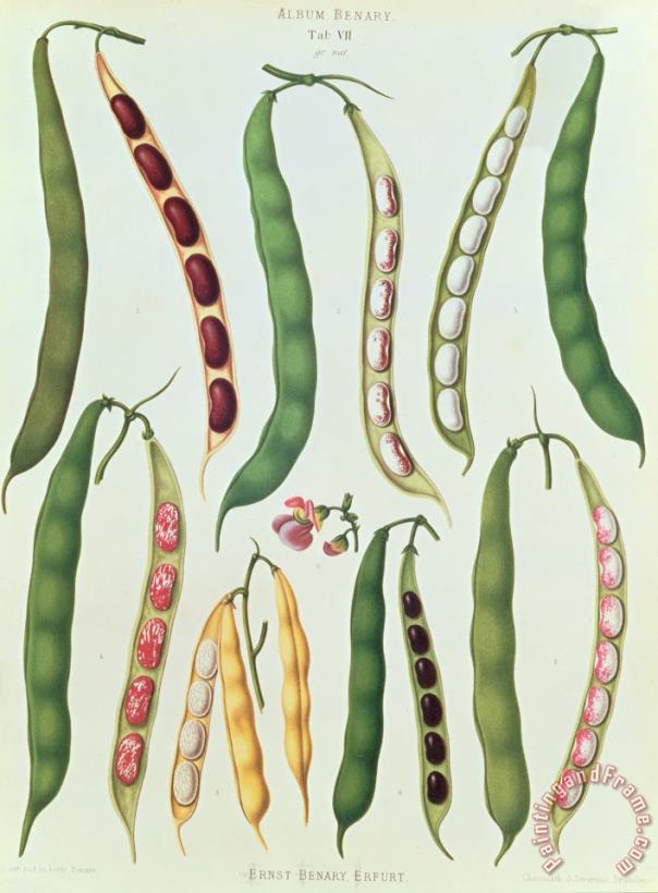 Beans painting - Ernst Benay Beans Art Print