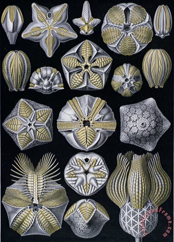 Ernst Haeckel Artforms of Nature Art Print