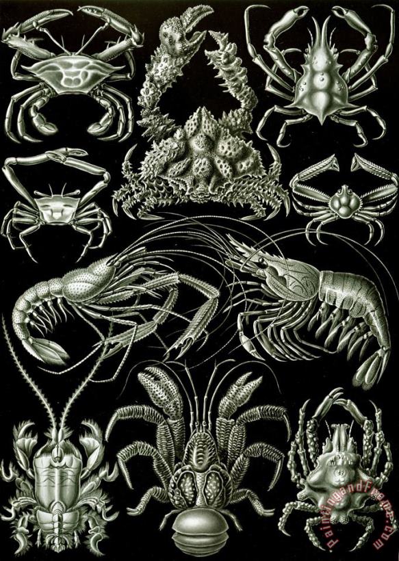 Ernst Haeckel Examples Of Decapoda Kunstformen Der Natur Art Painting