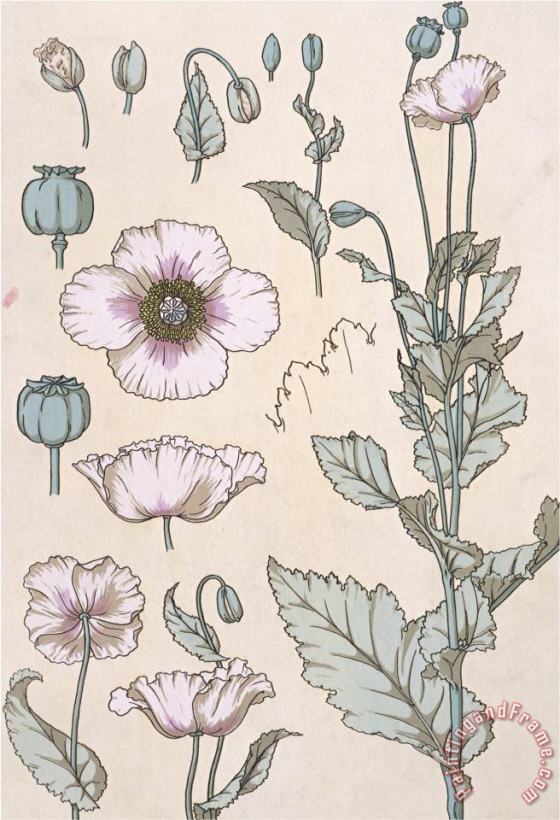 Botanical Diagram of a Poppy painting - Eugene Grasset Botanical Diagram of a Poppy Art Print