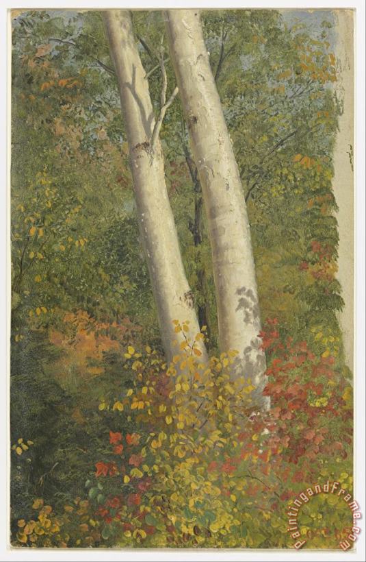 Birch Trees in Autumn painting - Frederic Edwin Church Birch Trees in Autumn Art Print