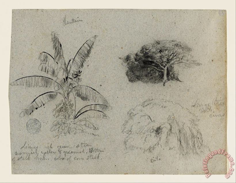 Frederic Edwin Church Botanical Sketches, South America Art Painting
