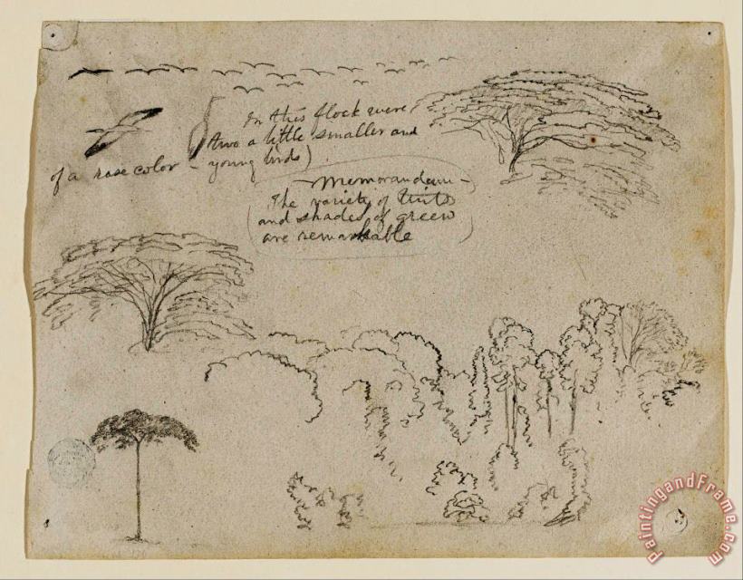 Sketches From South America, Probably From Colombia. Birds, Trees. As in 134. painting - Frederic Edwin Church Sketches From South America, Probably From Colombia. Birds, Trees. As in 134. Art Print