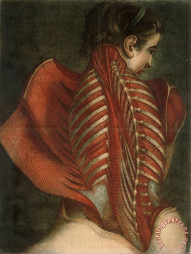 French Jacques-Fabien Gautier-Dagoty Muscles of The Back Art Print