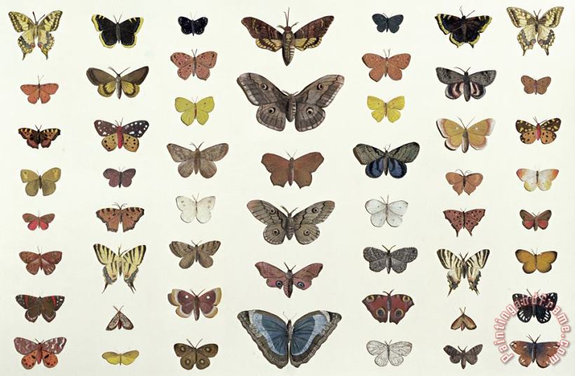 A Collage Of Butterflies And Moths painting - French School A Collage Of Butterflies And Moths Art Print