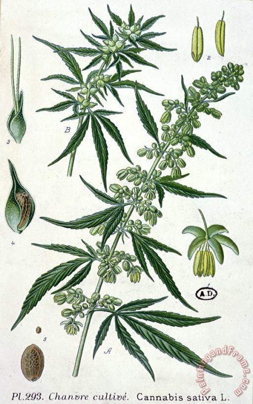 French School Cannabis Art Print