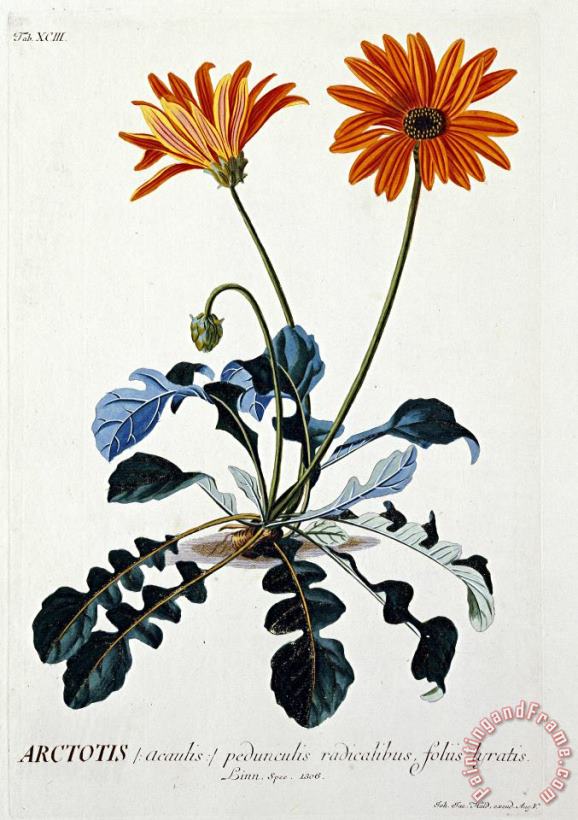 Georg Dionysius Ehret African Daisy Art Print