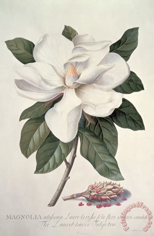  Magnolia painting - Georg Dionysius Ehret  Magnolia Art Print