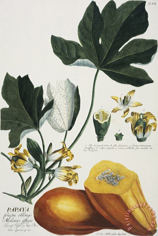 Papaya painting - Georg Dionysius Ehret Papaya Art Print