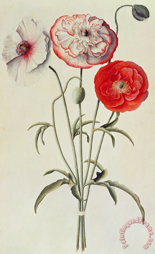 Poppies Corn painting - Georg Dionysius Ehret Poppies Corn Art Print