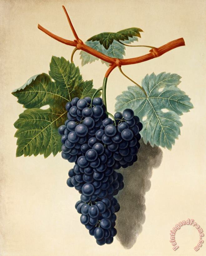 Black Muscadine Grapes painting - George Brookshaw Black Muscadine Grapes Art Print