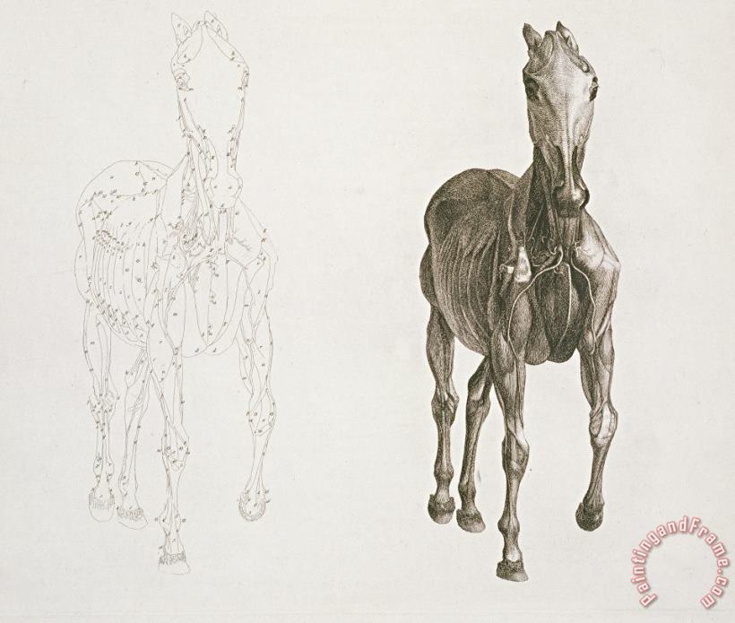 Tab Viii From The Anatomy Of The Horse painting - George Stubbs Tab Viii From The Anatomy Of The Horse Art Print
