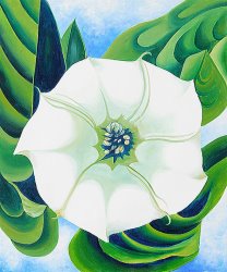 Georgia O'keeffe Jimson Weed