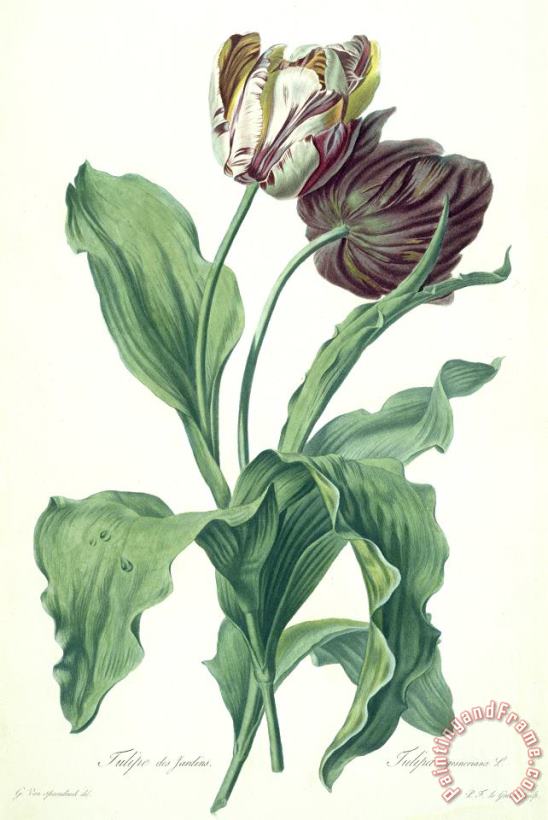 Garden Tulip painting - Gerard van Spaendonck Garden Tulip Art Print