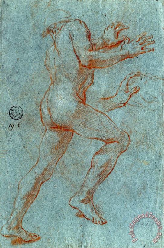 Study of a Male Nude painting - Giovanni Antonio Grecolini Study of a Male Nude Art Print