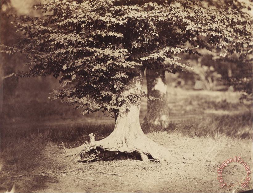 The Beech Tree painting - Gustave Le Gray The Beech Tree Art Print