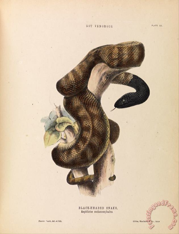 Black Headed Snake, Aspidiotes Melanocephalus painting - Harriet Scott Black Headed Snake, Aspidiotes Melanocephalus Art Print
