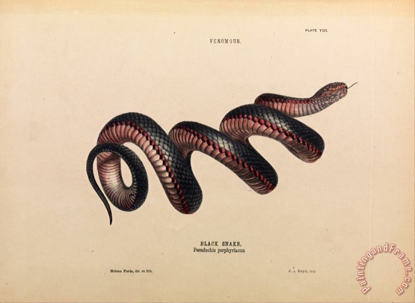 Black Snake, Pseudechis Porphyriacus painting - Helena Forde Black Snake, Pseudechis Porphyriacus Art Print