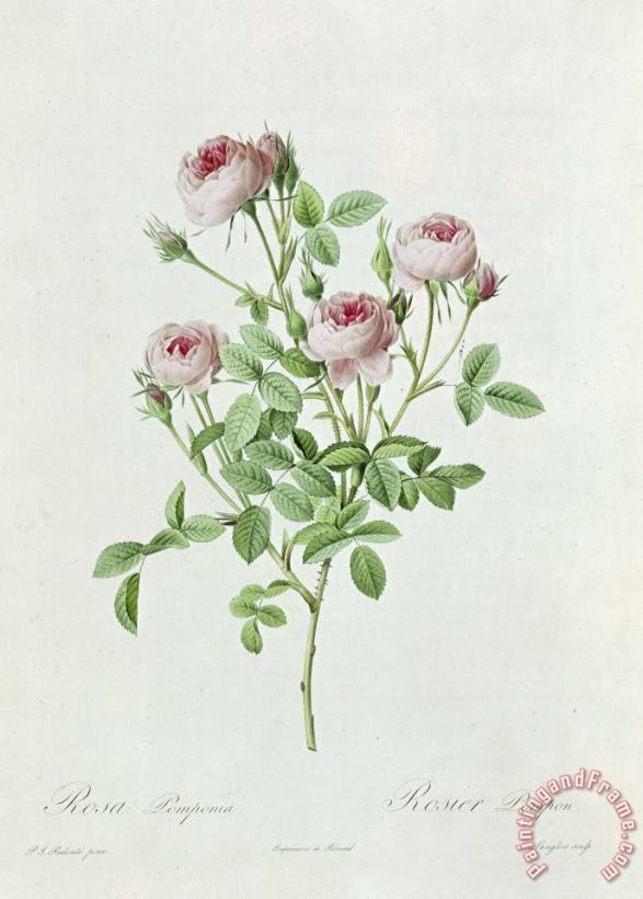 Henri Joseph Redoute Rosa Pomponia Art Print