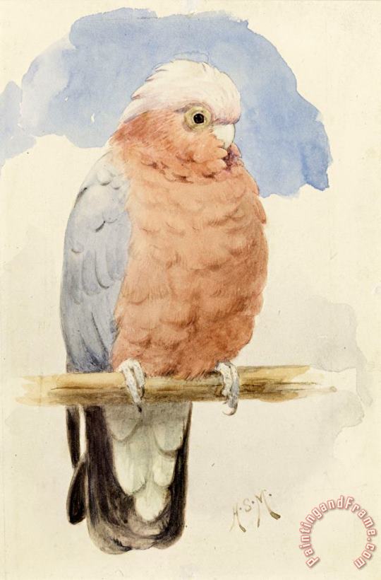 Henry Stacey Marks A Rose Breasted Cockatoo Art Painting