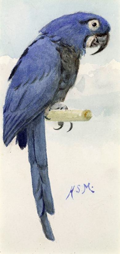 Hyacinth Macaw painting - Henry Stacey Marks Hyacinth Macaw Art Print