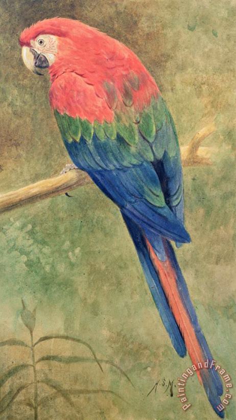 Henry Stacey Marks Red and Blue Macaw Art Painting