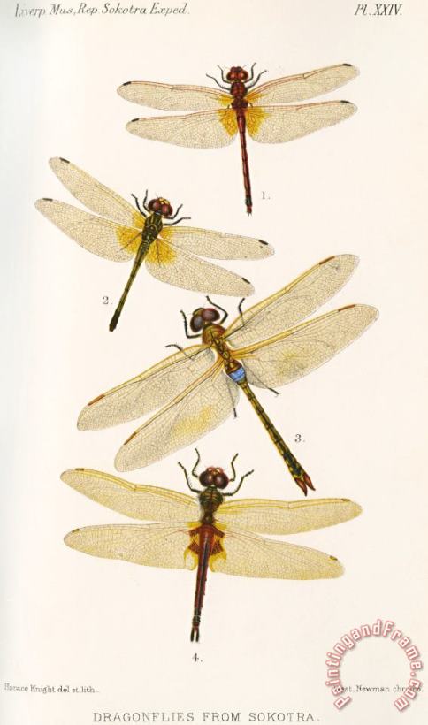H.O. Forbes Dragonflies From Sokotra Art Painting