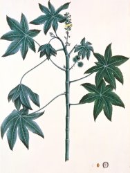 Indian School Castor Oil Plant