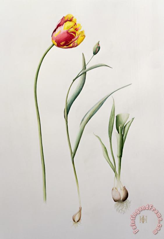 Parrot Tulip painting - Iona Hordern Parrot Tulip Art Print