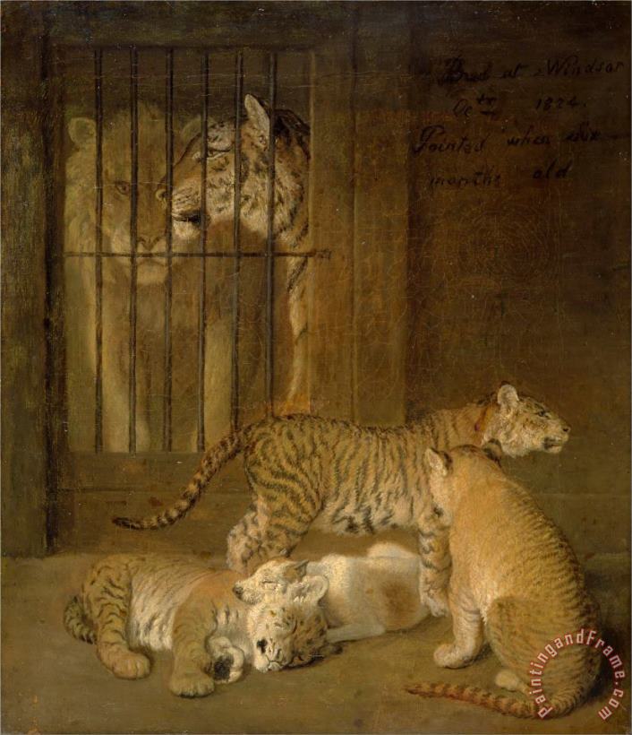 Group of Whelps Bred Between a Lion And a Tigress painting - Jacques-Laurent Agasse Group of Whelps Bred Between a Lion And a Tigress Art Print