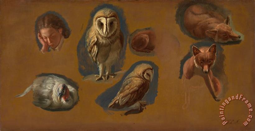 Jacques-Laurent Agasse Studies of a Fox, a Barn Owl, a Peahen, And The Head of a Young Man Art Painting
