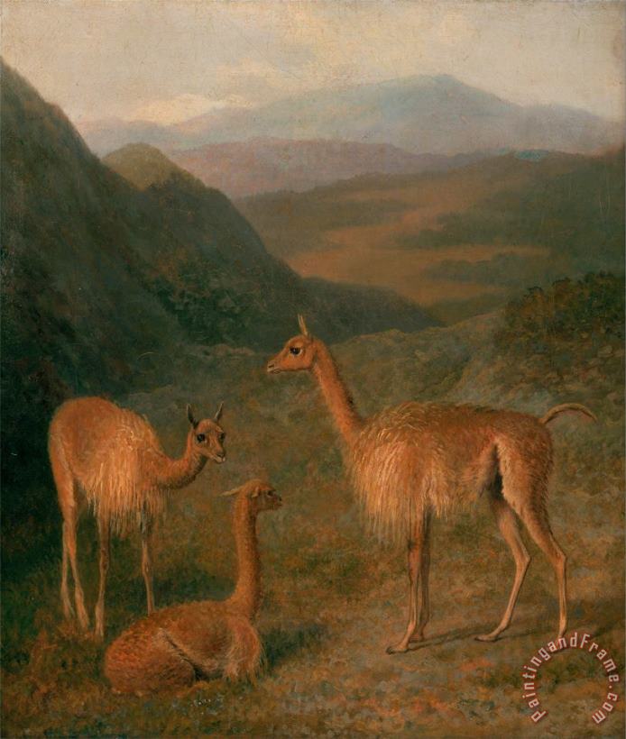 Jacques-Laurent Agasse Vicunas Art Painting