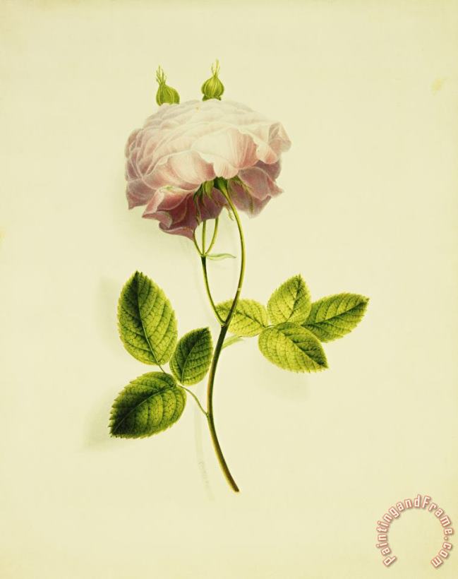 A Pink Rose painting - James Holland A Pink Rose Art Print