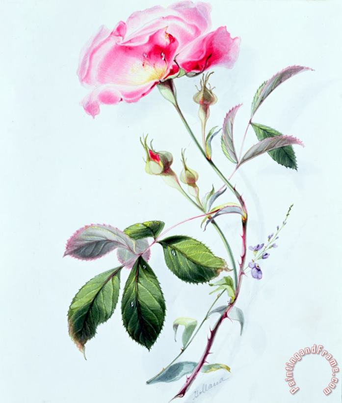James Holland A Rose Art Painting