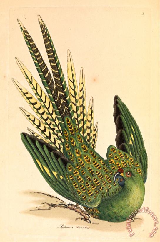 Ground Parrot, Psittacus Terrestris painting - James Sowerby Ground Parrot, Psittacus Terrestris Art Print