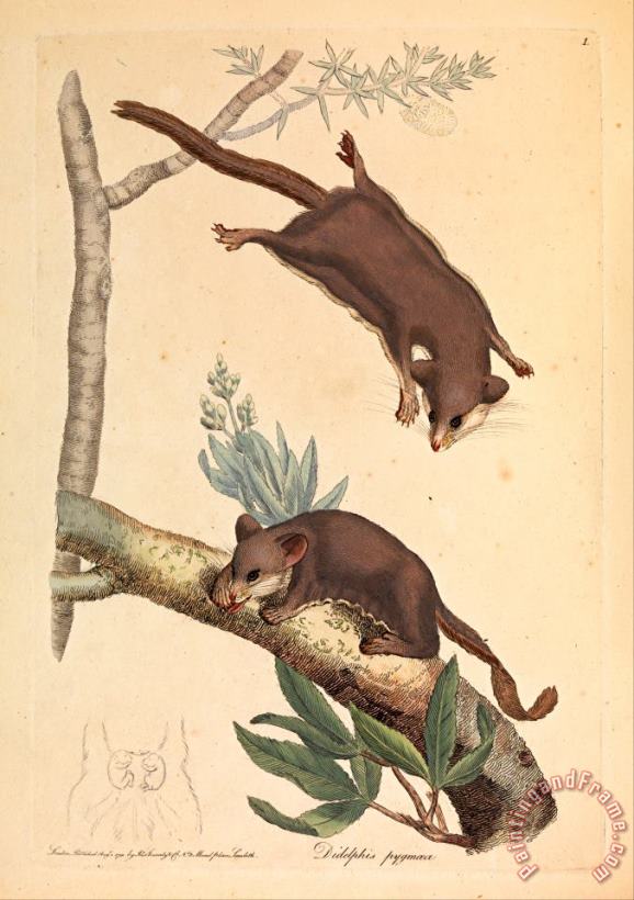 James Sowerby Pygmy Opossum, Didelphis Pygmaeus Art Print