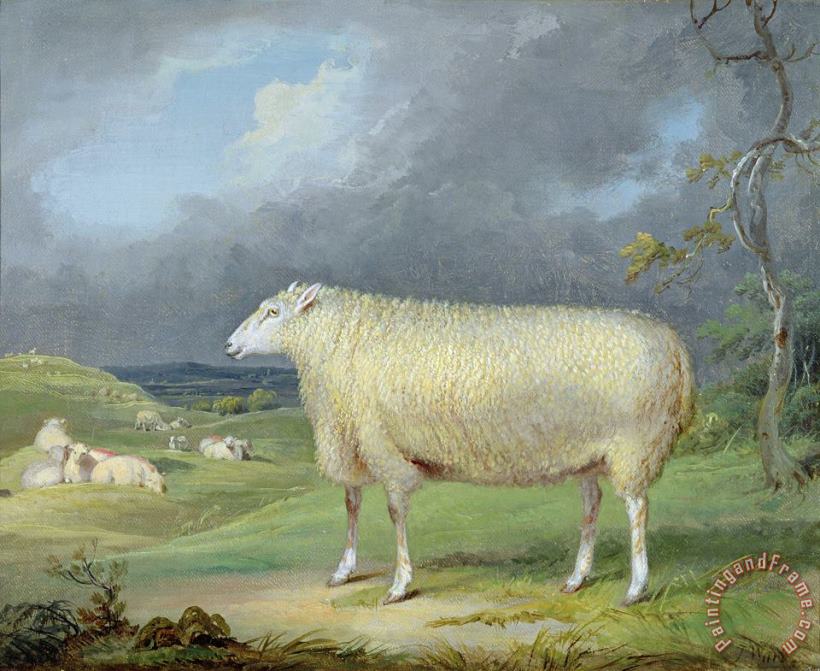 James Ward A Border Leicester Ewe Art Painting