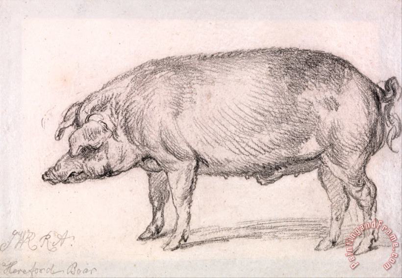 Hereford Boar painting - James Ward Hereford Boar Art Print