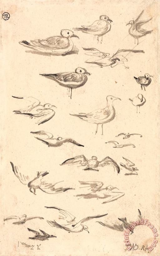 Studies of Gulls painting - James Ward Studies of Gulls Art Print