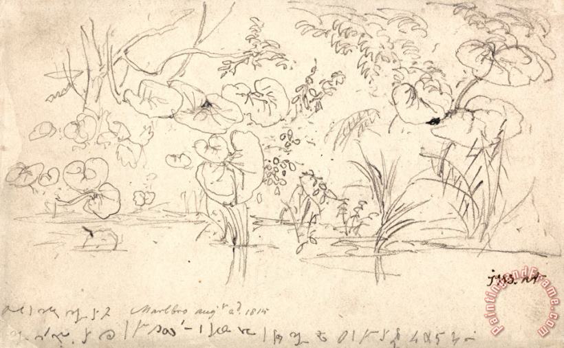 James Ward Studies of Plants, August 2, 1815 Art Painting