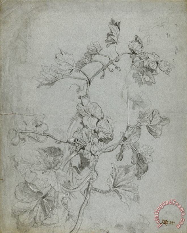 James Ward Study of a Climbing Plant (pumpkin Family) Art Print