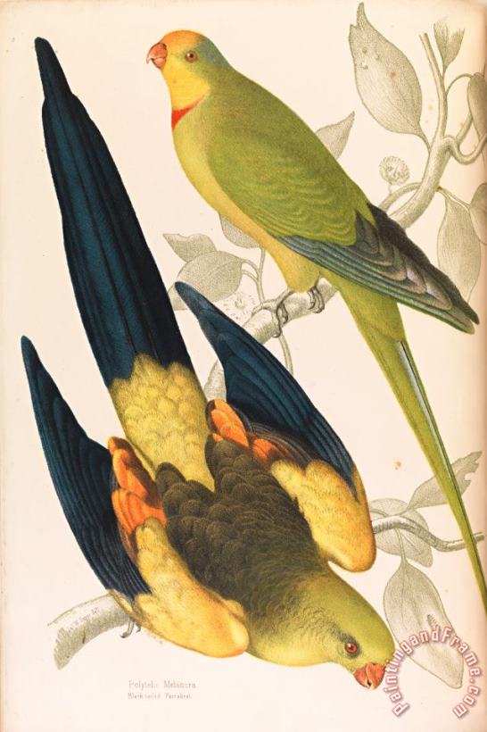 James Whitley Sayer Black Tailed Parrakeet, Polytelis Melanura And Green Leek Parakeet, Polytelis Barranandi Art Painting