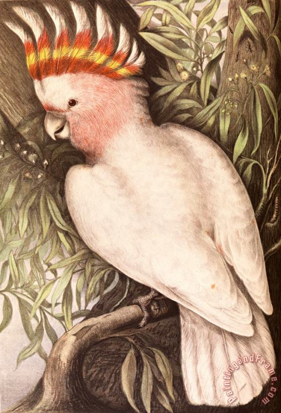 James Whitley Sayer Leadbeaters Cockatoo, Plyctolophus Leadbeateri Art Print